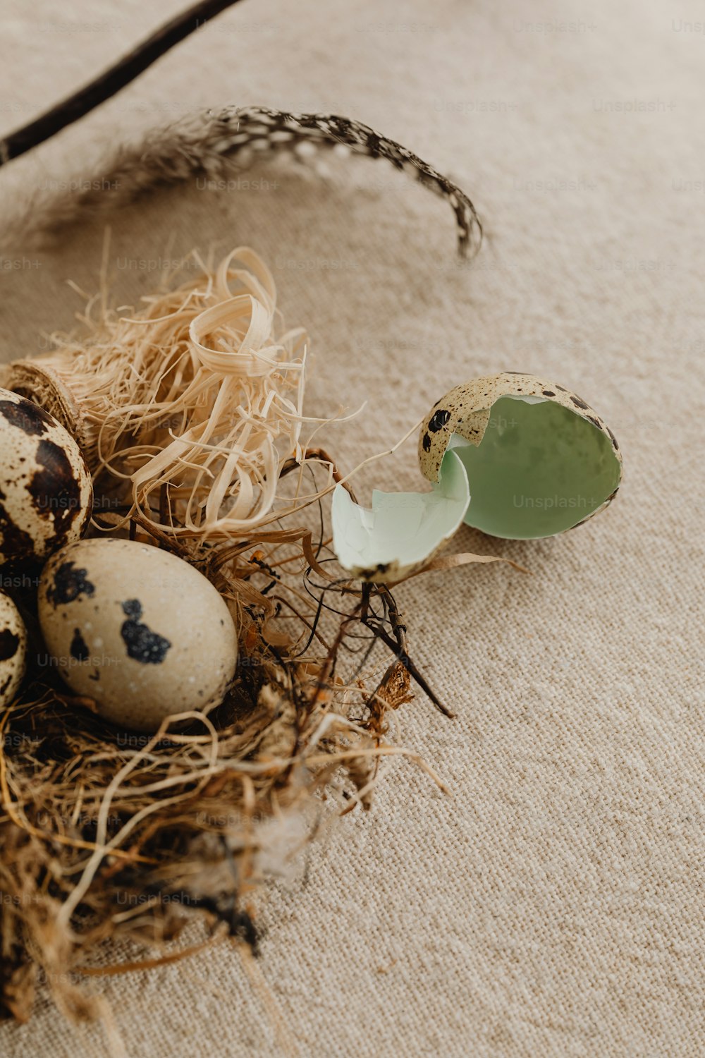 a bird nest with eggs and a bird's egg in it