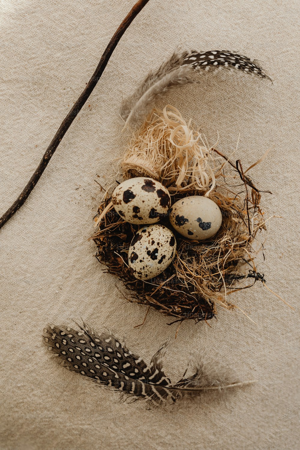a bird nest filled with eggs and feathers