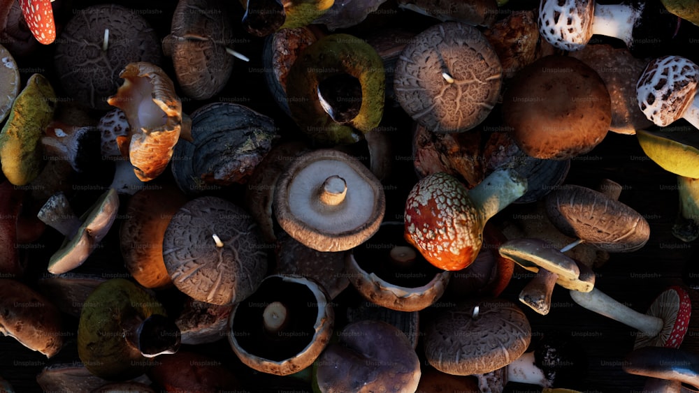 a bunch of mushrooms that are on the ground