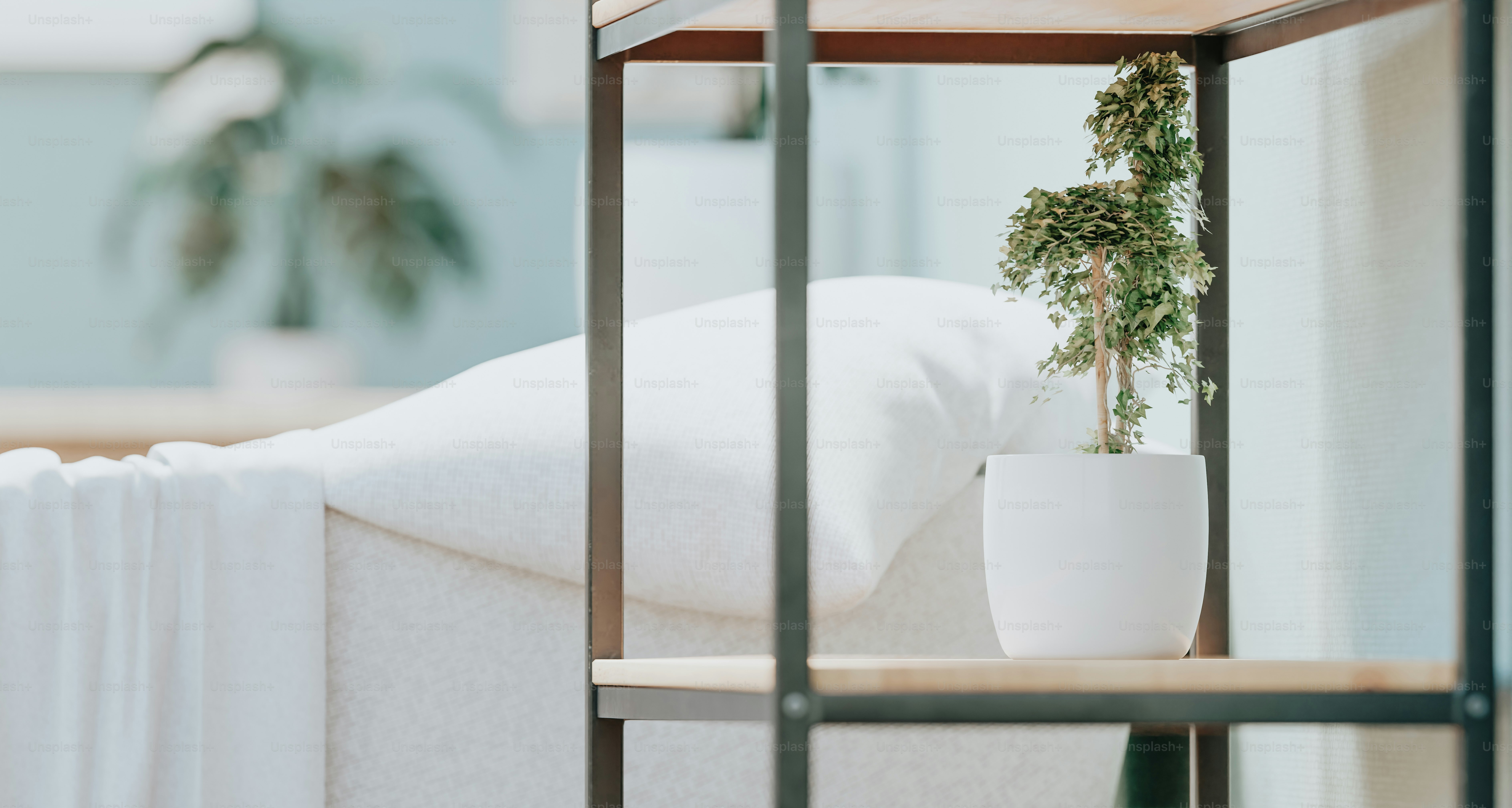 Eine Pflanze wächst in einem weißen Topf auf einem Regal