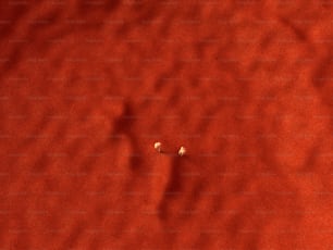 Due piccoli oggetti bianchi su una superficie rossa