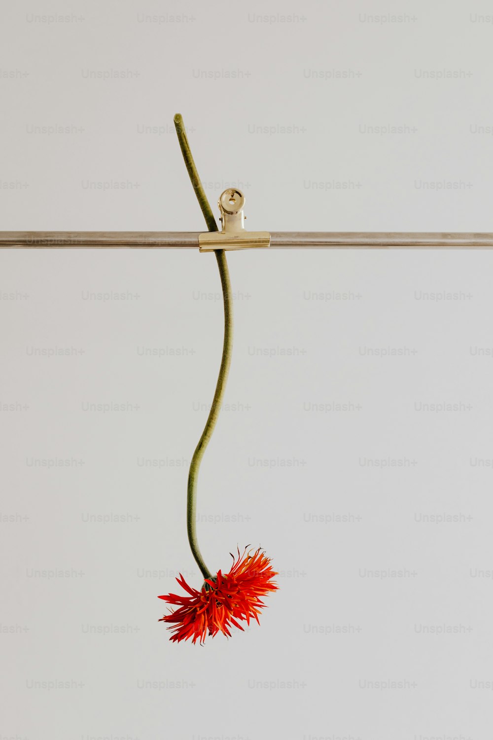 a red flower hanging from a clothes line