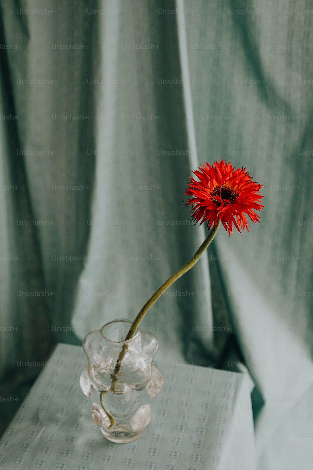Una sola flor roja en un jarrón de cristal