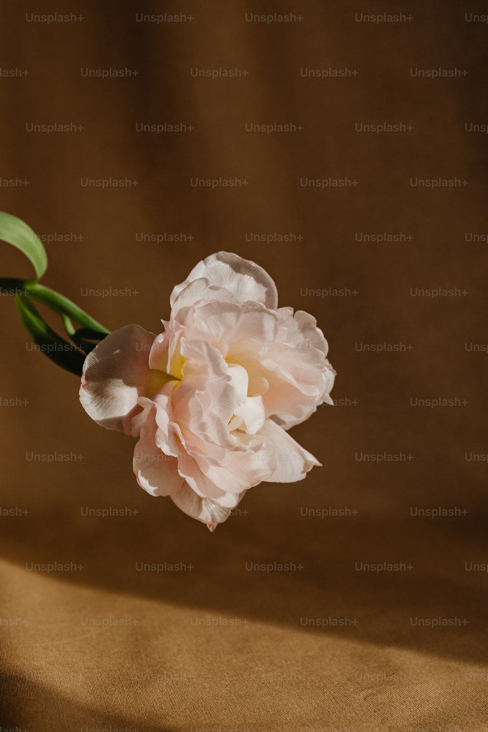 a single pink flower on a brown background