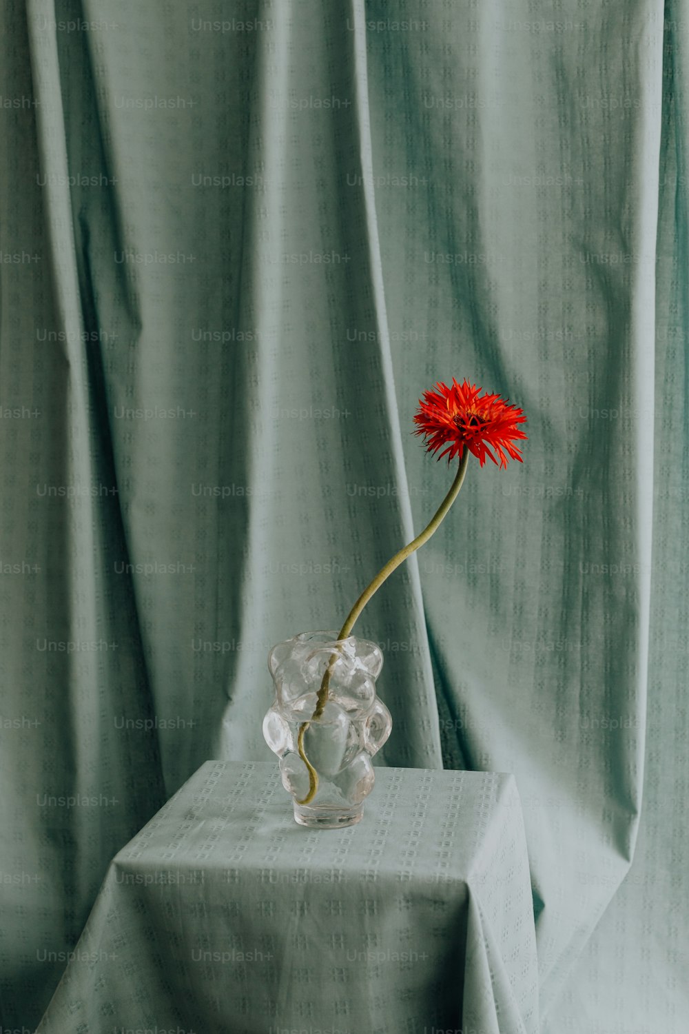 a single red flower in a clear glass vase