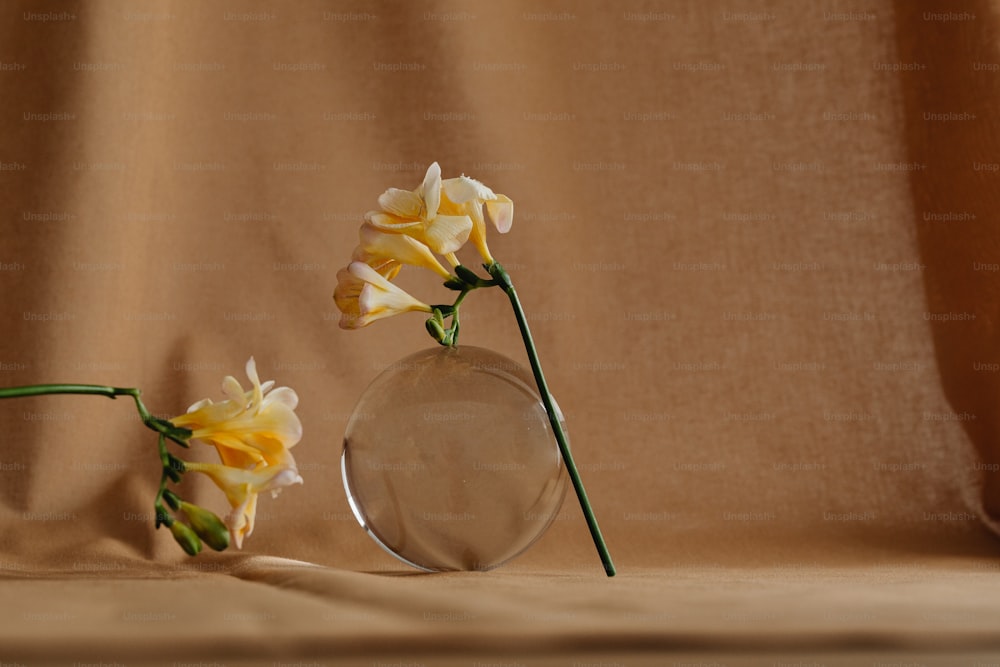 two yellow flowers in a glass vase on a table