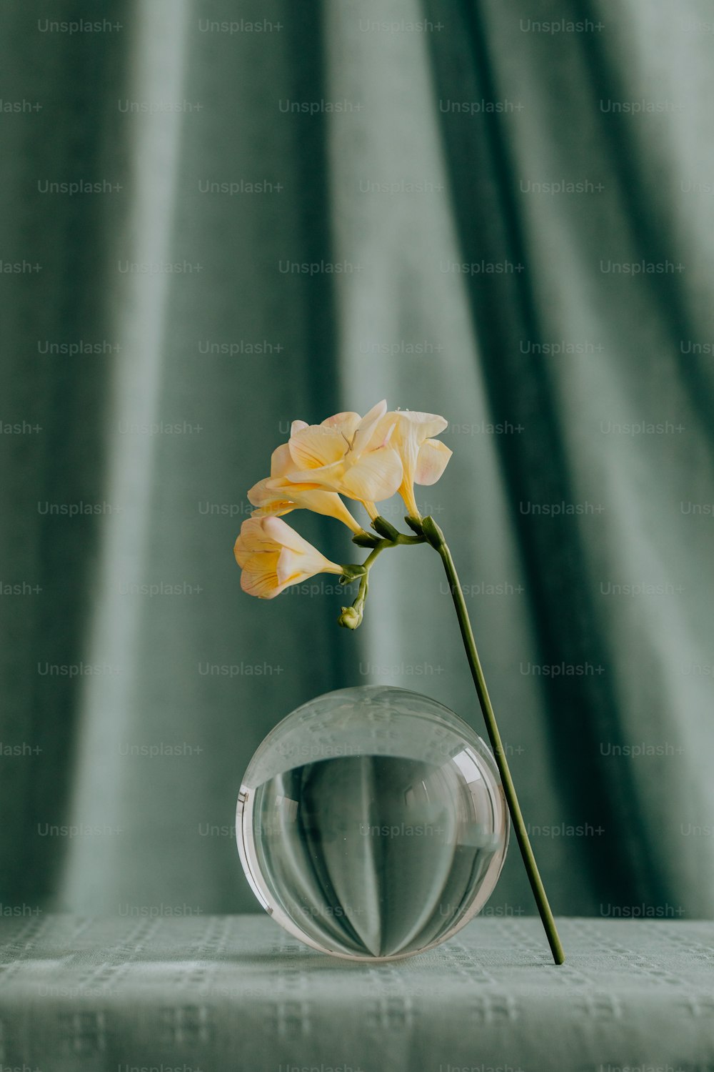 a single flower in a glass vase on a table