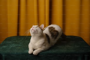 a cat laying on top of a green table