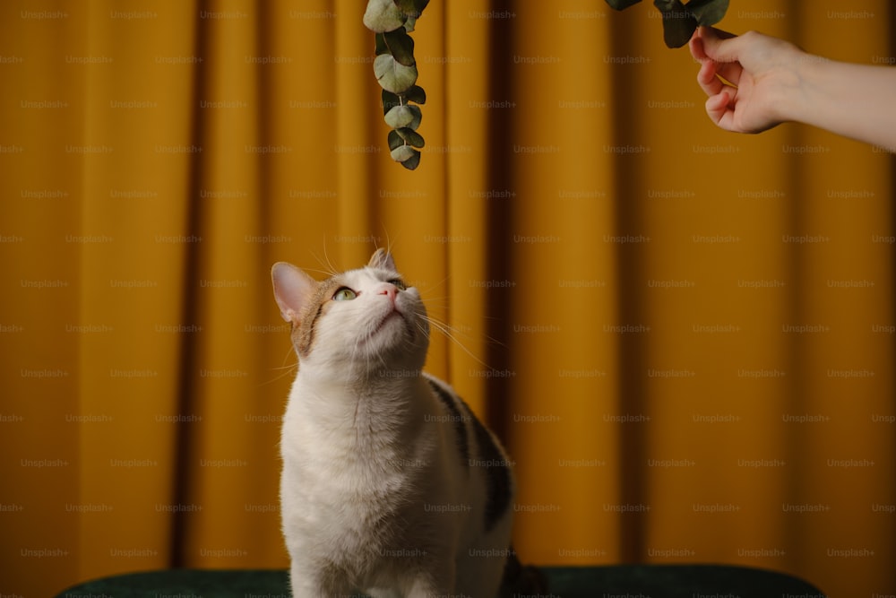 a cat standing on top of a green couch