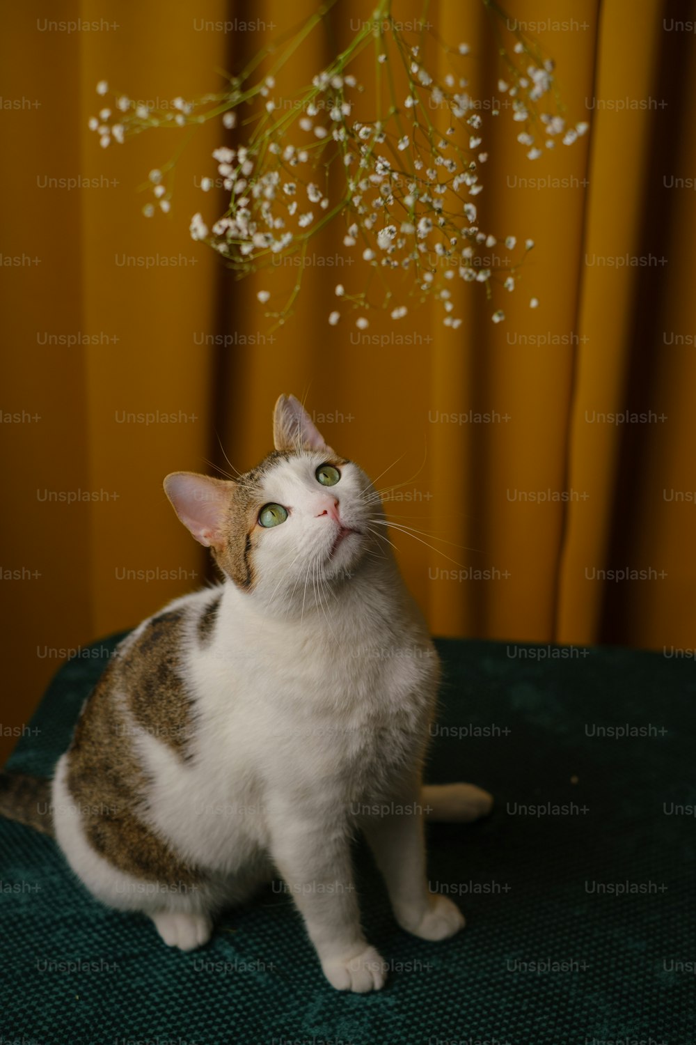 a cat sitting on a table with flowers in the background