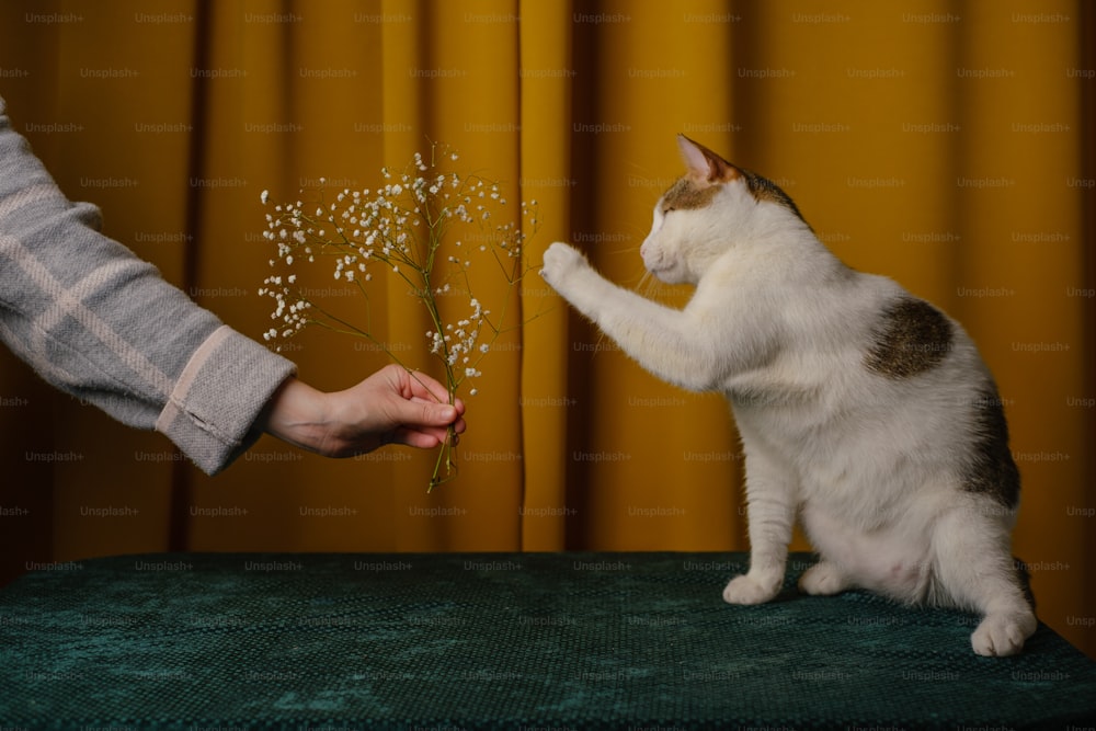 eine Katze, die auf ihren Hinterbeinen steht und nach der Hand einer Person greift