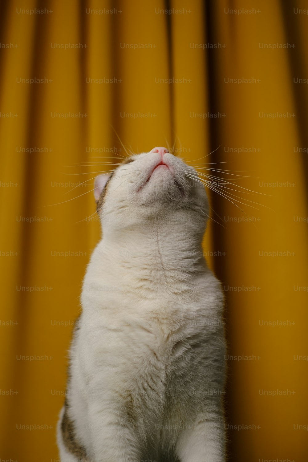 a white cat sitting on top of a table next to a yellow curtain