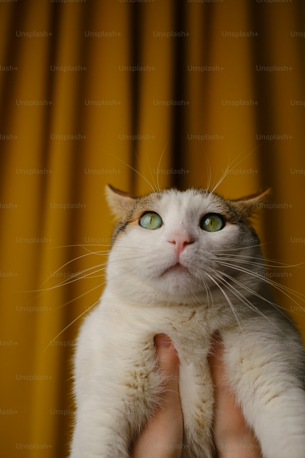 a person holding a white cat with green eyes