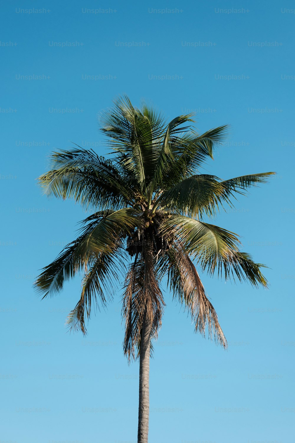 Un palmier avec un ciel bleu en arrière-plan