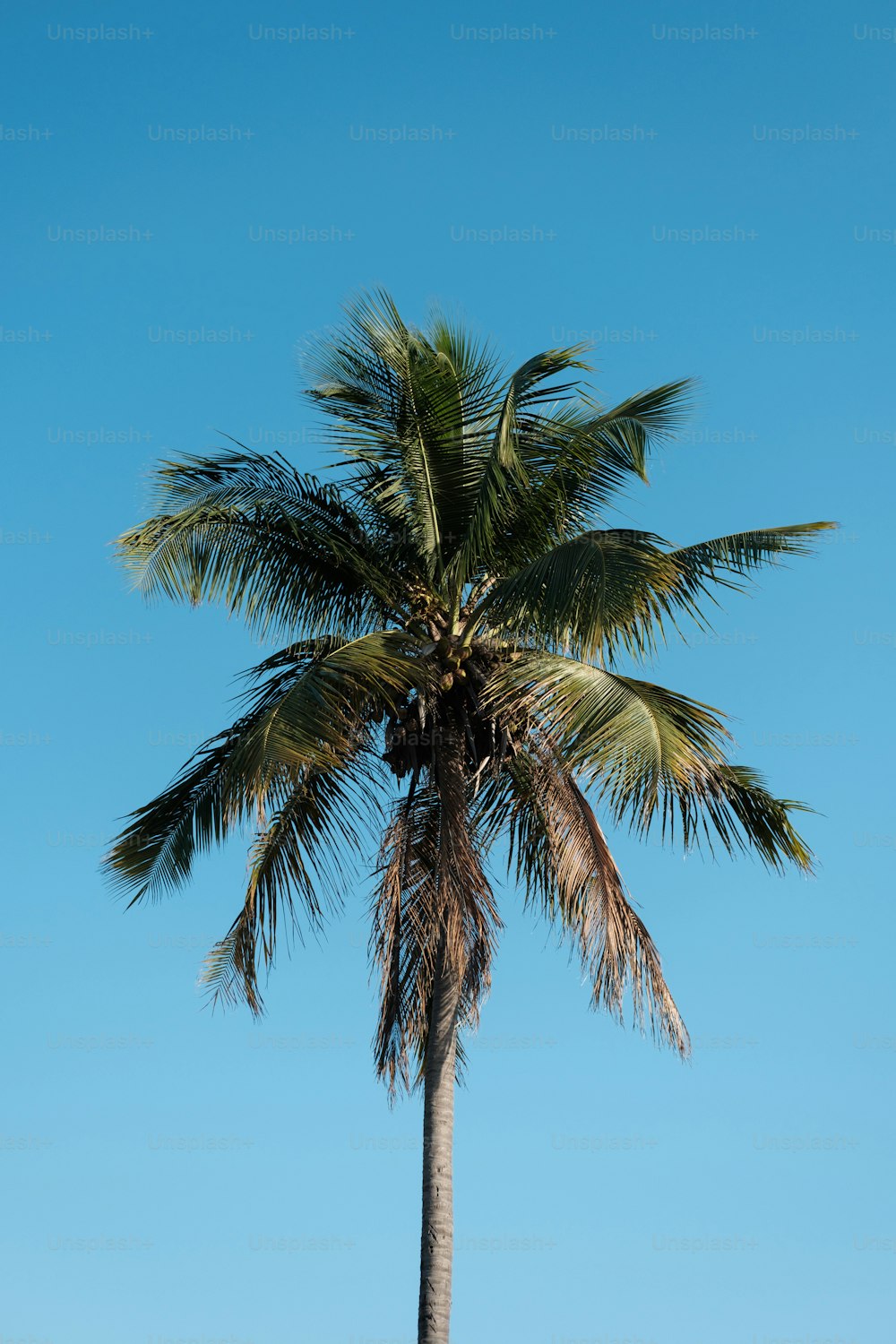 a palm tree with a blue sky in the background