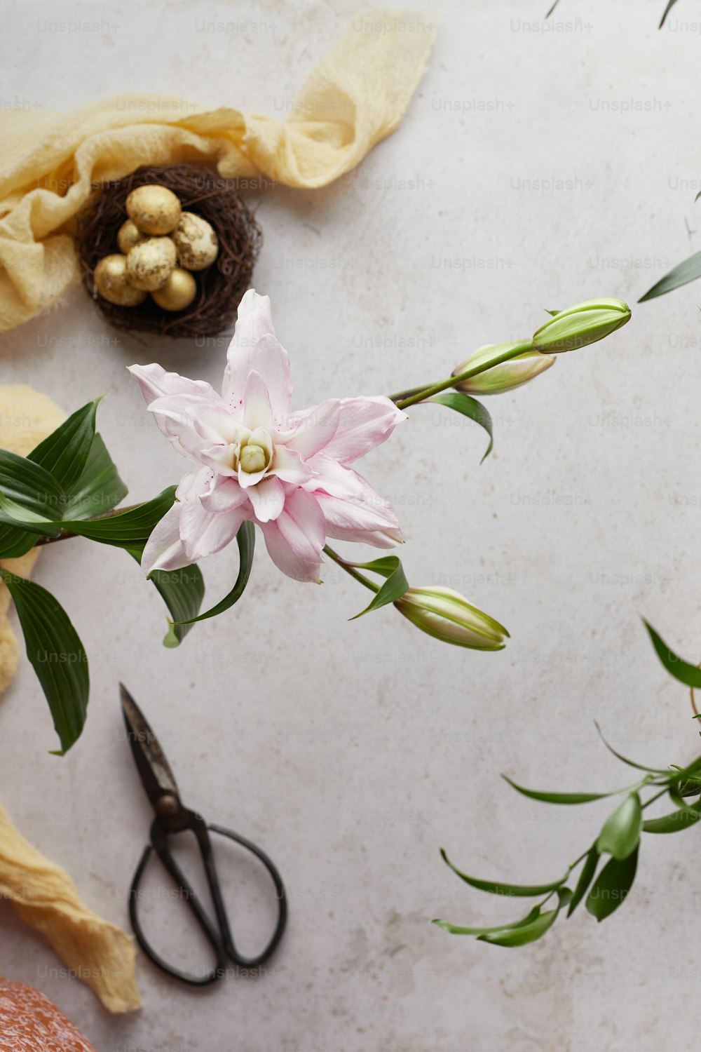 a pink flower sitting on top of a table next to a pair of scissors