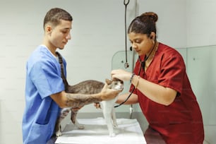 a cat being examined by a veterinator
