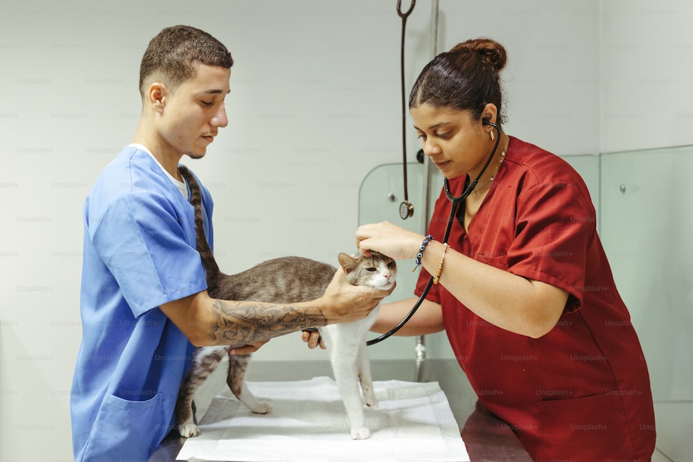 a cat being examined by a veterinator