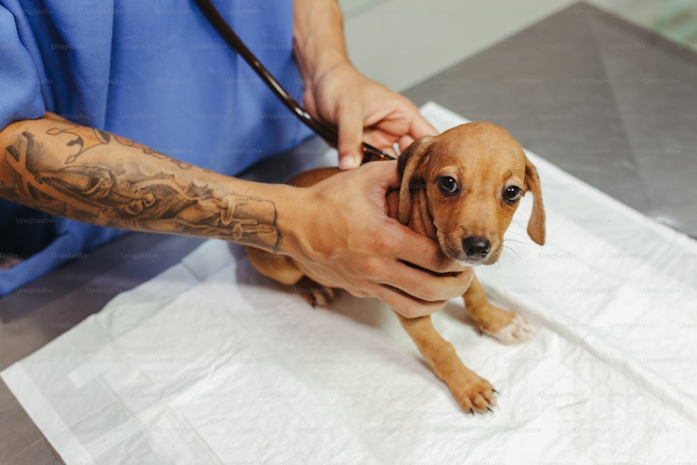 a person holding a small brown dog on top of a table