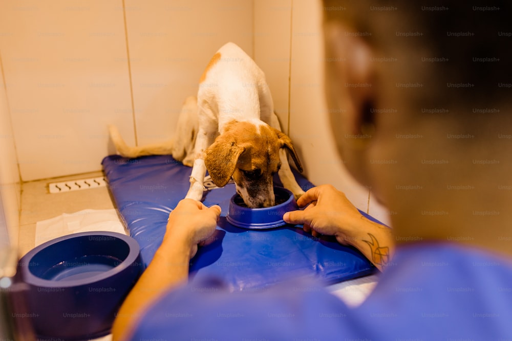 a man feeding a dog with a bowl of water