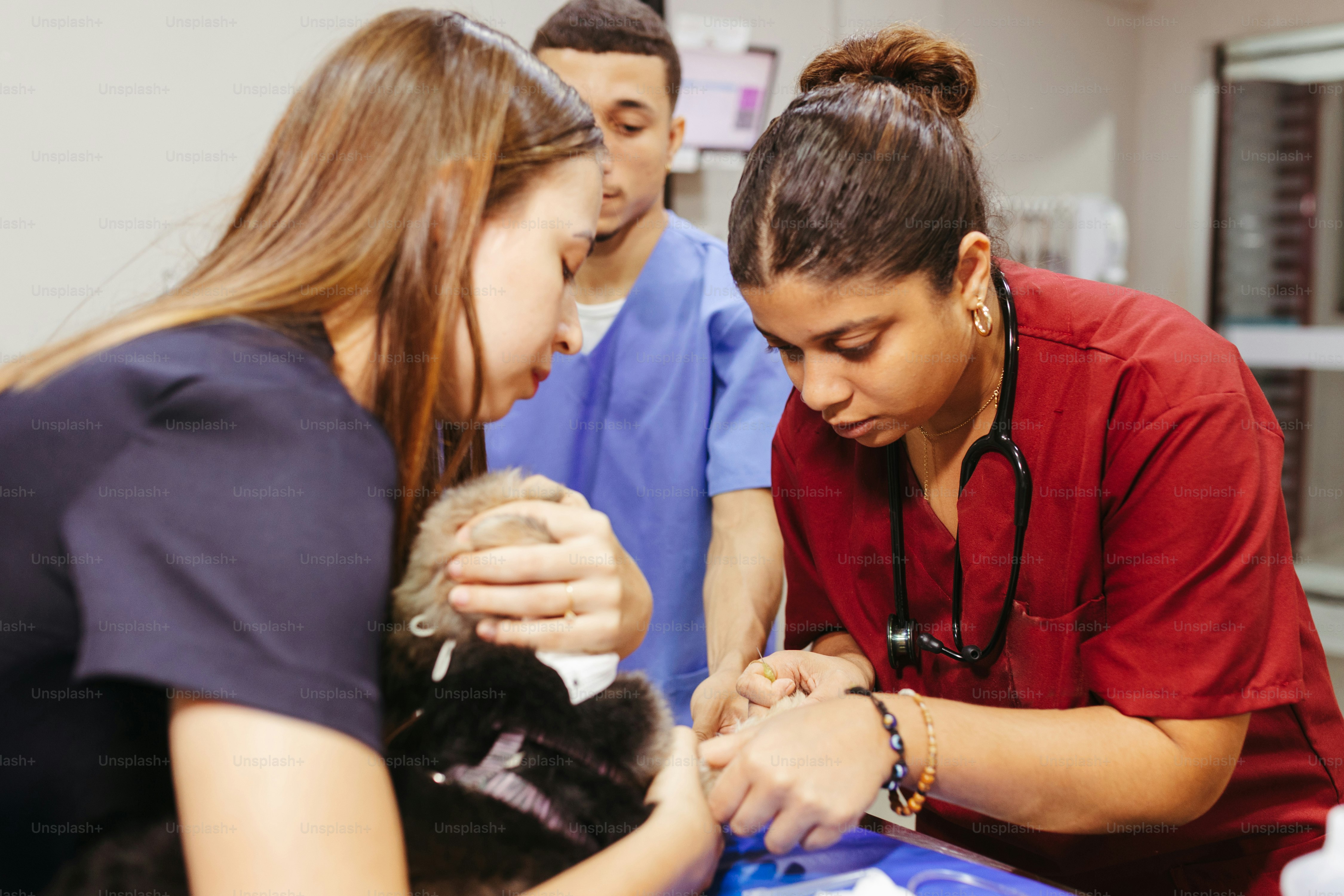 Veterinarian examining rescued puppy
