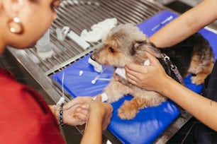 a woman is grooming a small dog on a table