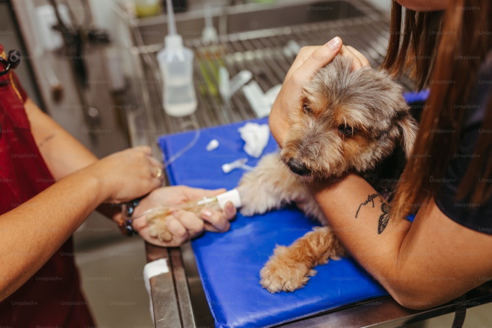 a woman grooming a small dog on a blue table
