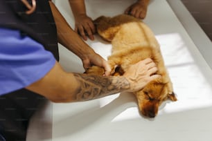 a person is petting a dog on the floor