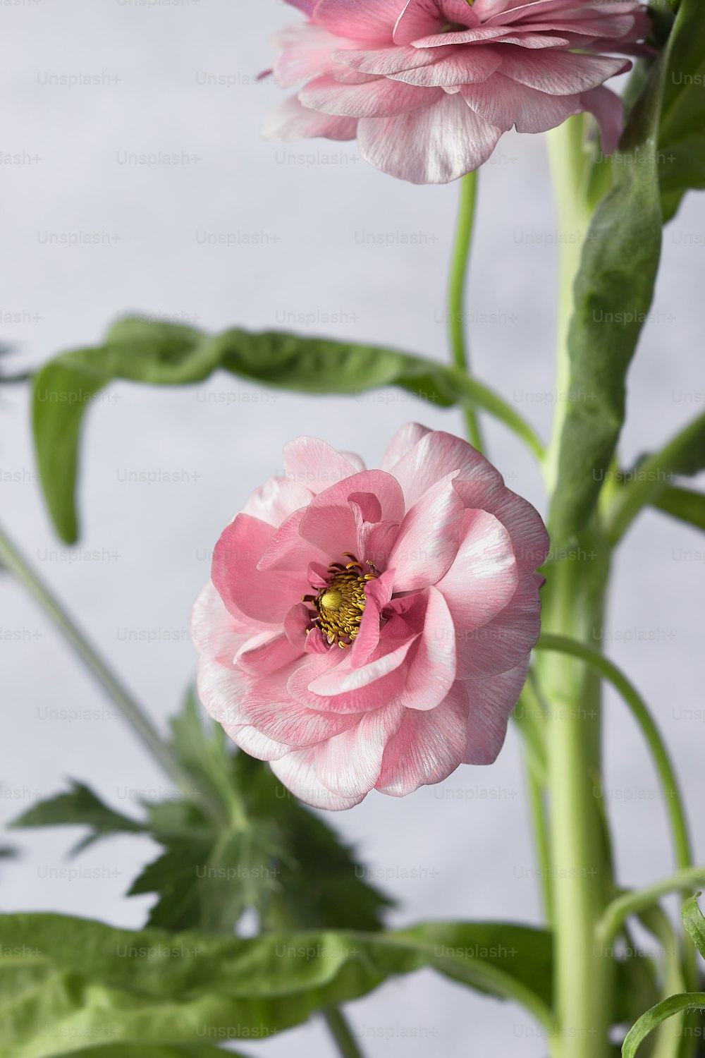 two pink flowers with green leaves on a gray background