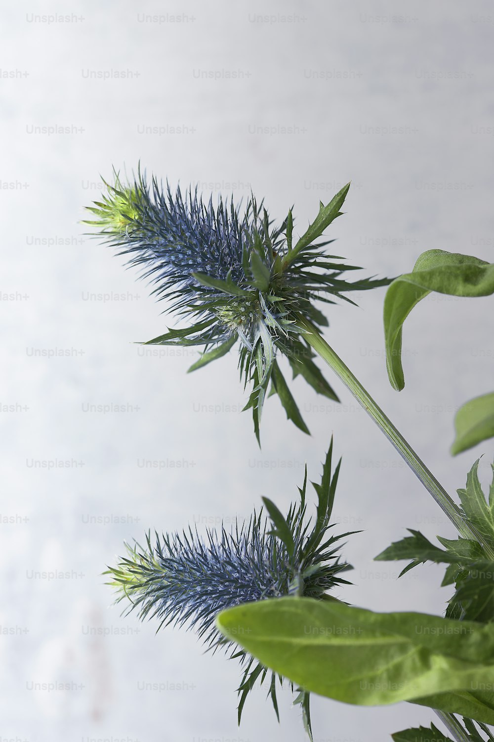 eine Pflanze mit blauen Blüten und grünen Blättern