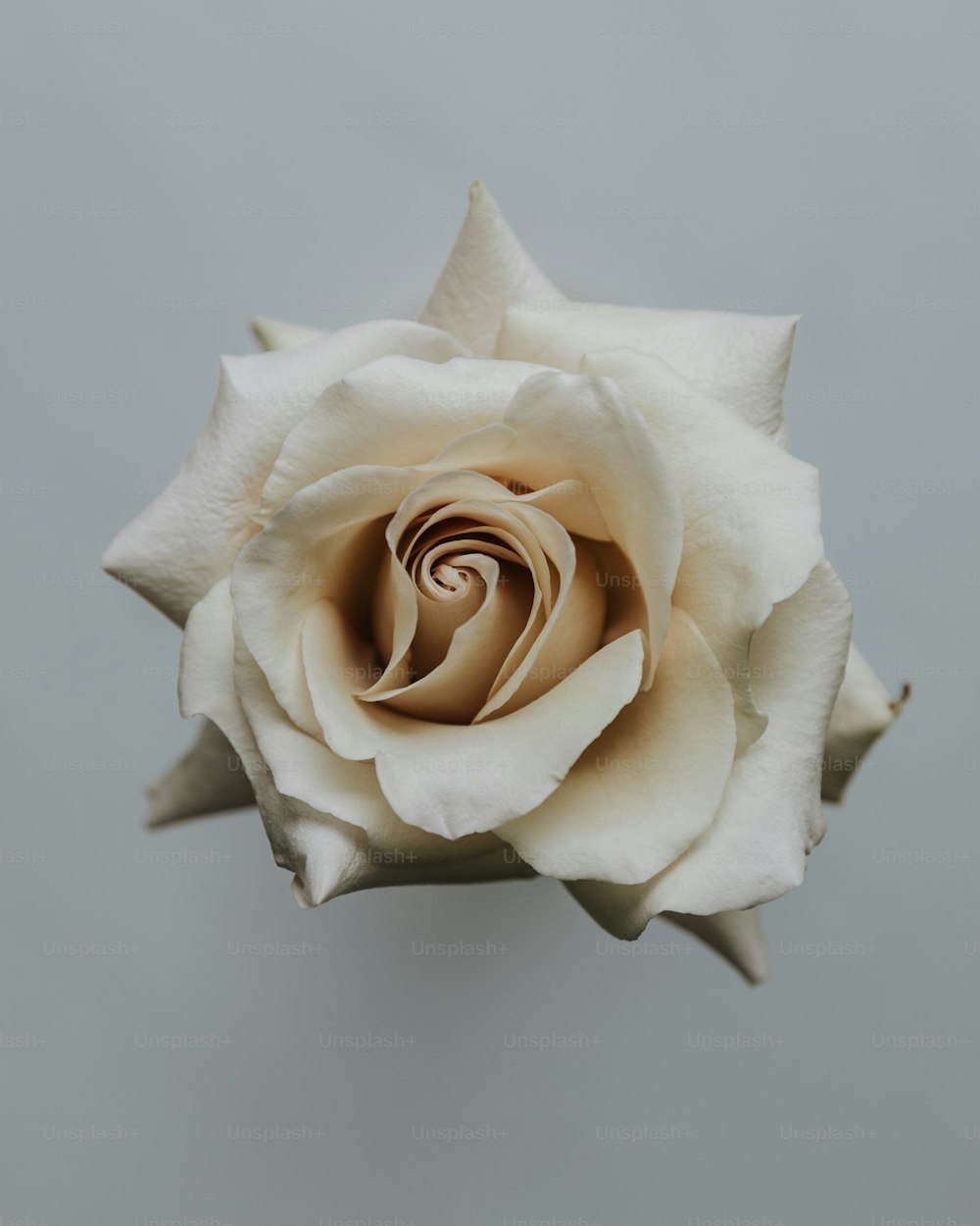 una singola rosa bianca con uno sfondo grigio