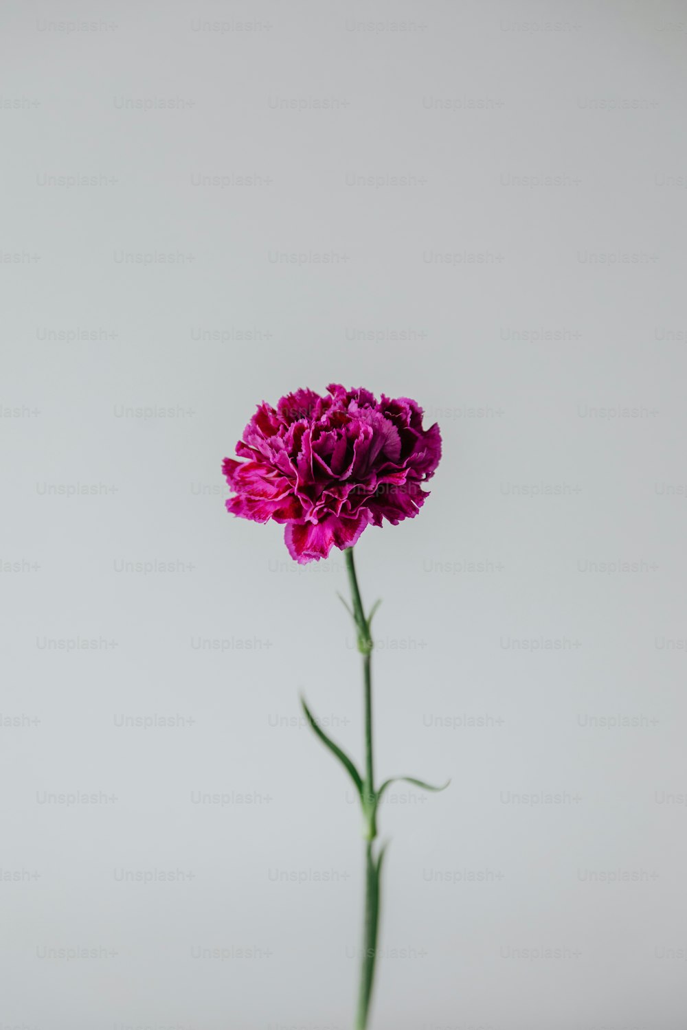 eine einzelne lila Blume in einer Glasvase