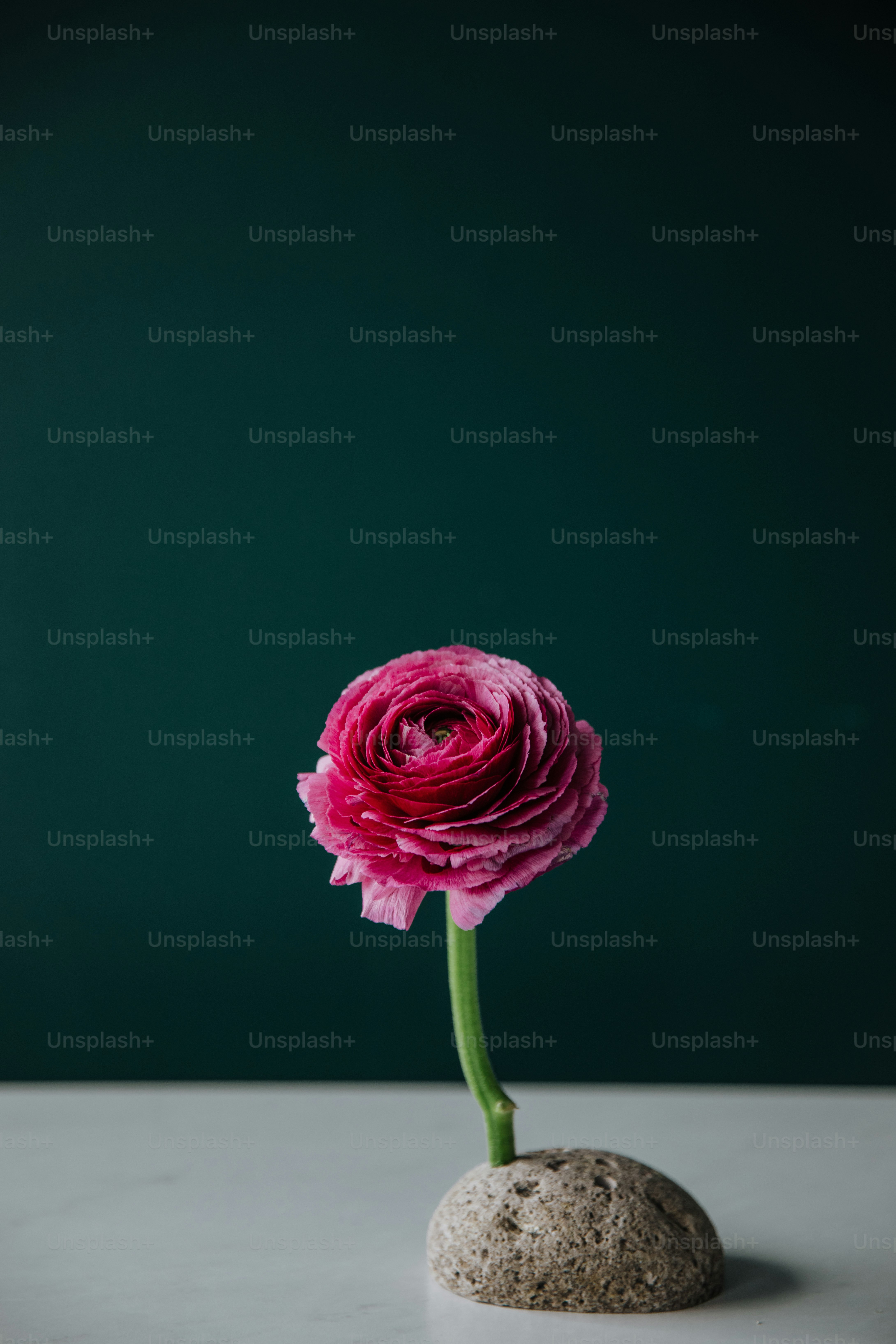 a single pink flower sitting on top of a rock