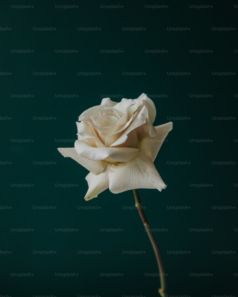 緑の背景に一本の白いバラ
