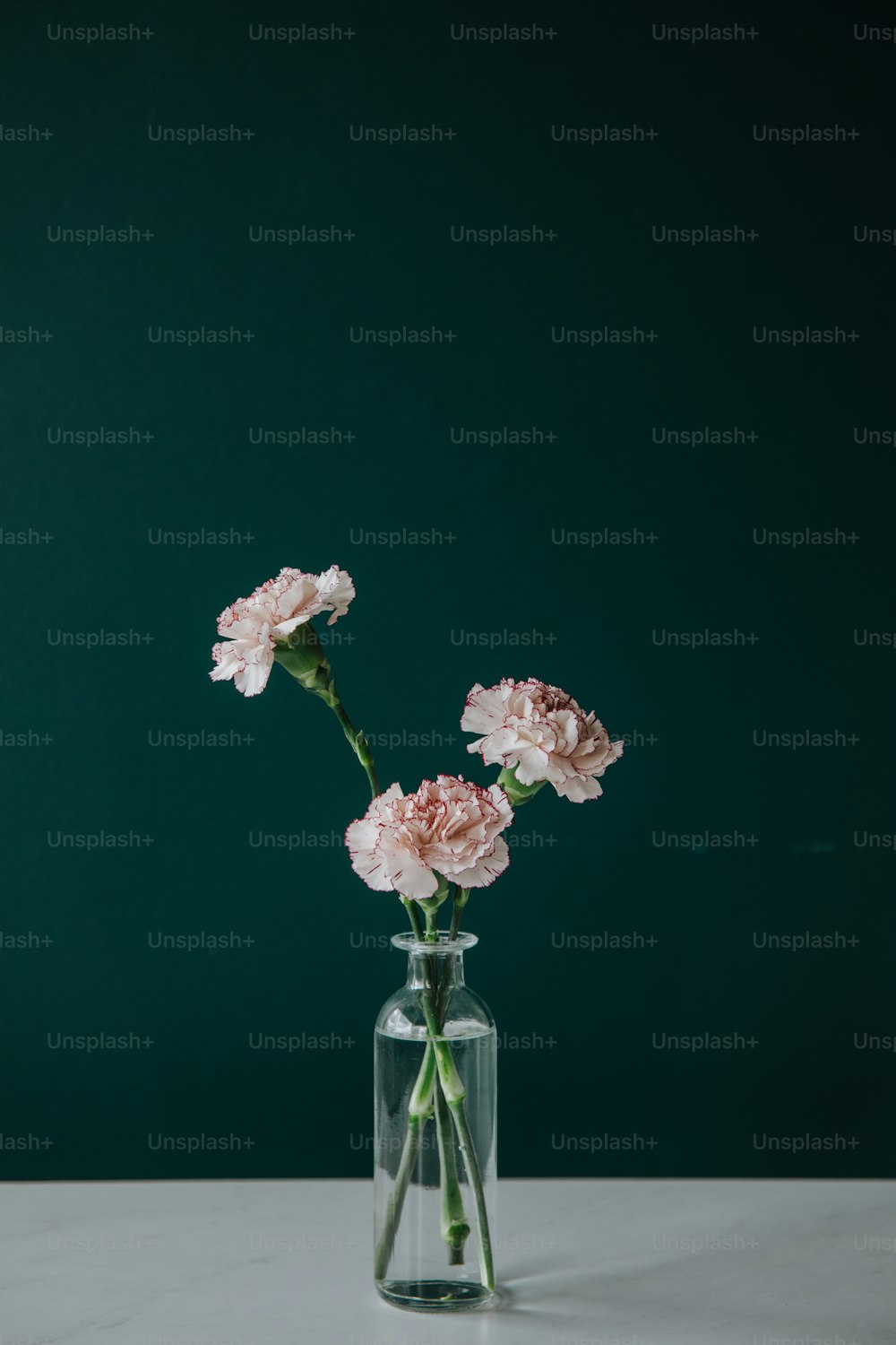 three pink carnations in a clear glass vase