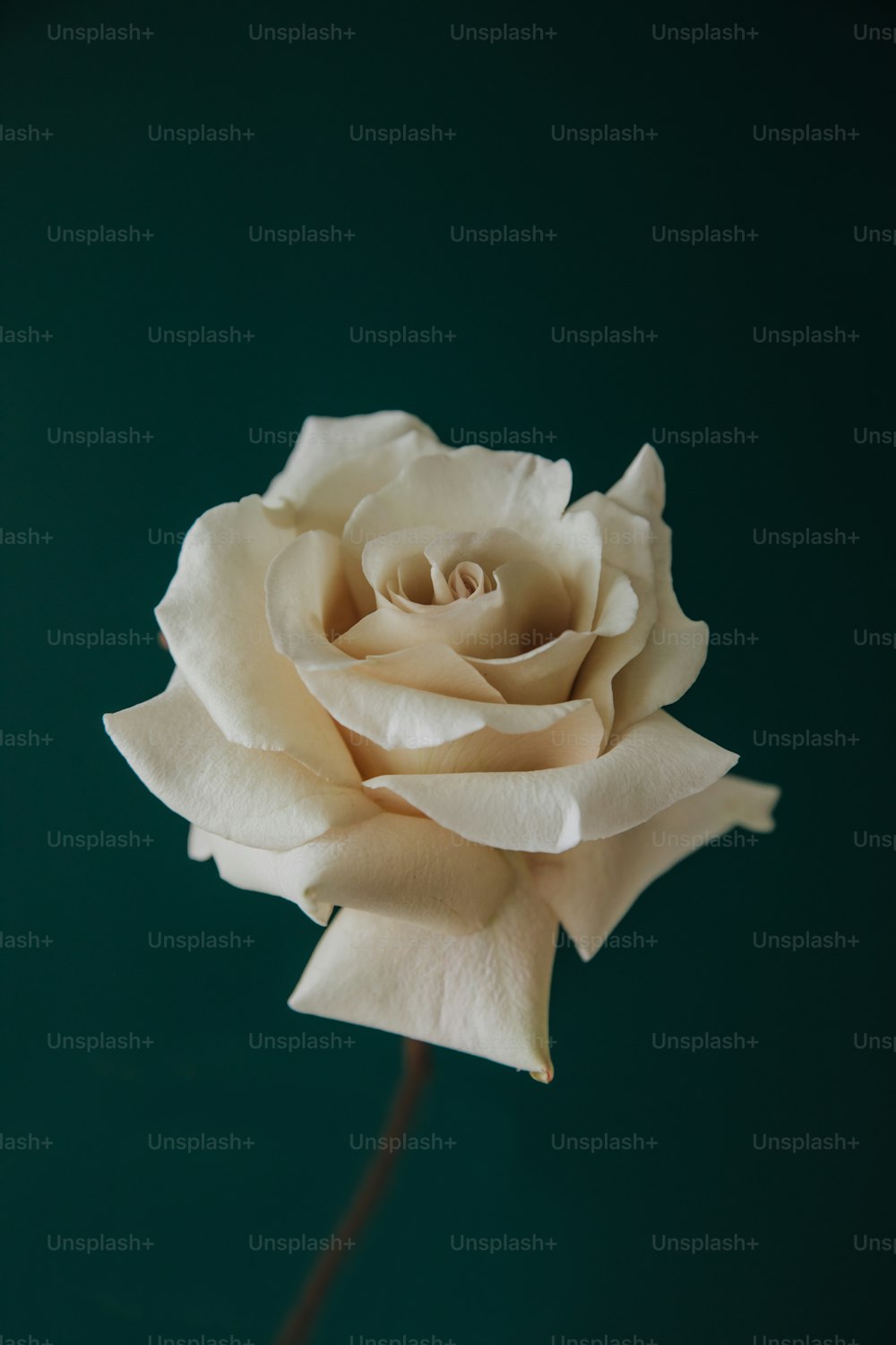 a close up of a white rose on a green background