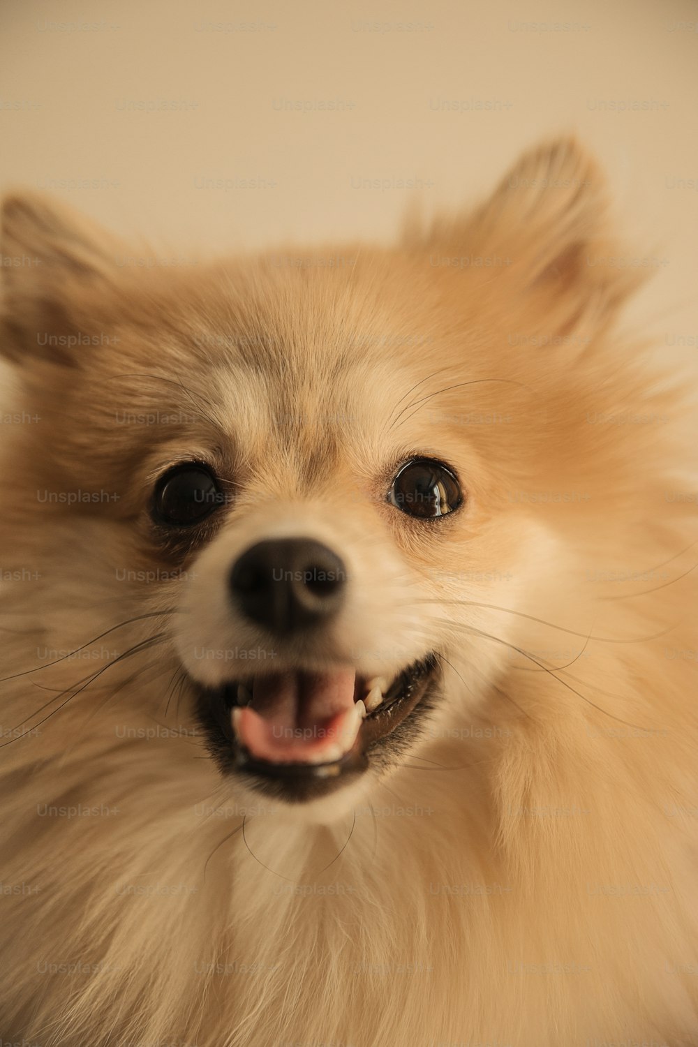 Un primer plano de un perro pequeño sonriendo