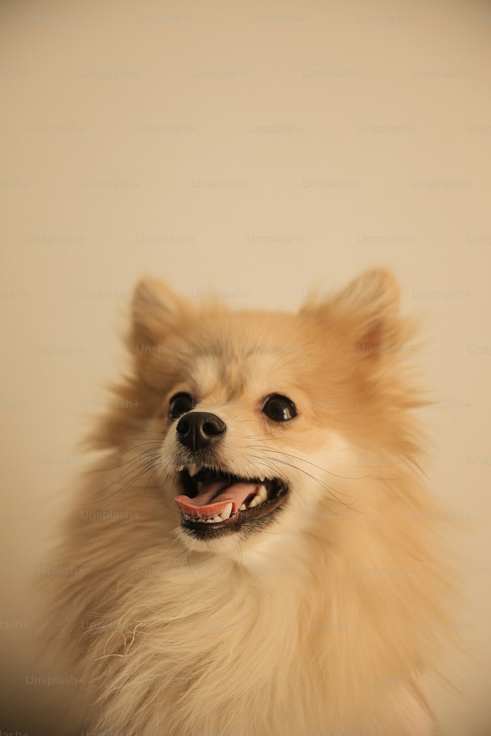 Ein kleiner Hund mit einem Lächeln im Gesicht