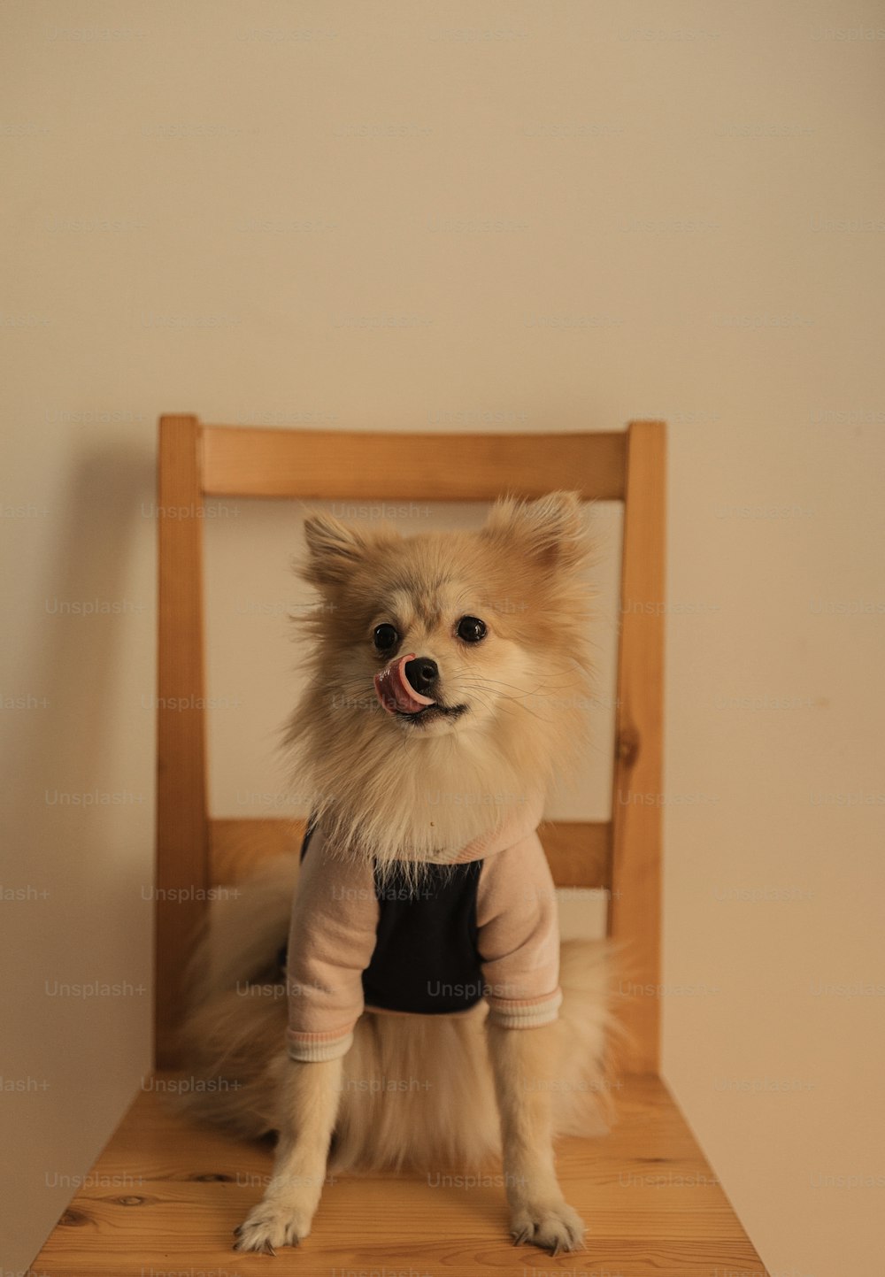 a small dog sitting on top of a wooden chair