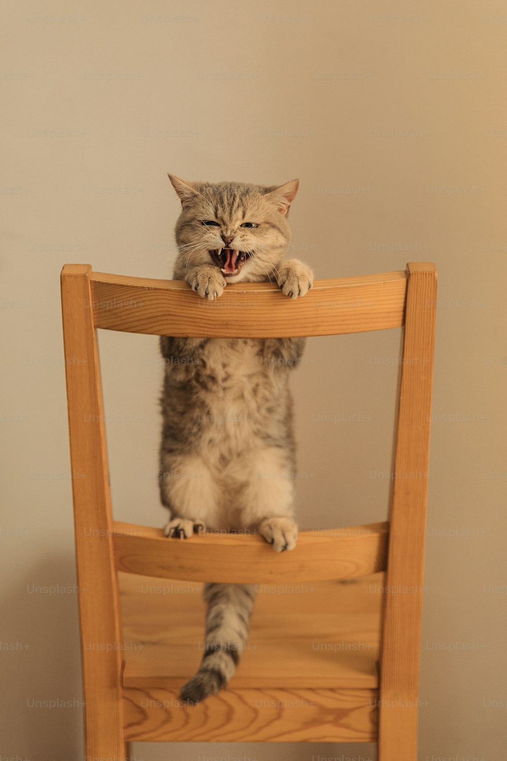 Eine Katze sitzt auf einem Holzstuhl