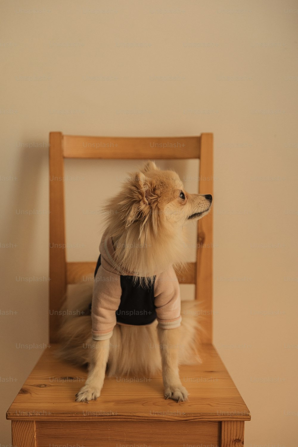 Ein kleiner Hund sitzt auf einem Holzstuhl