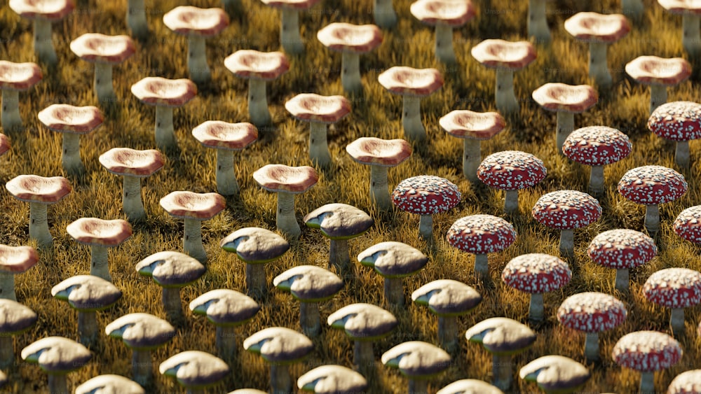 um monte de cogumelos que estão na grama