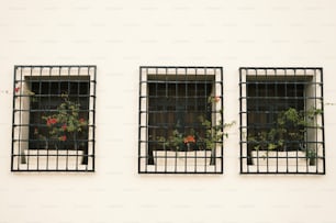 un paio di finestre che hanno piante in loro