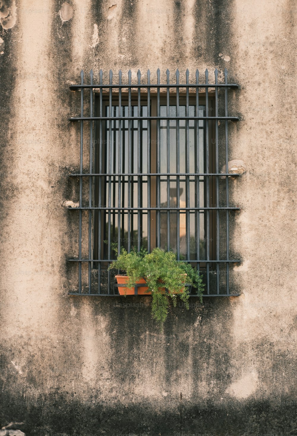 una ventana con rejas y una planta en maceta