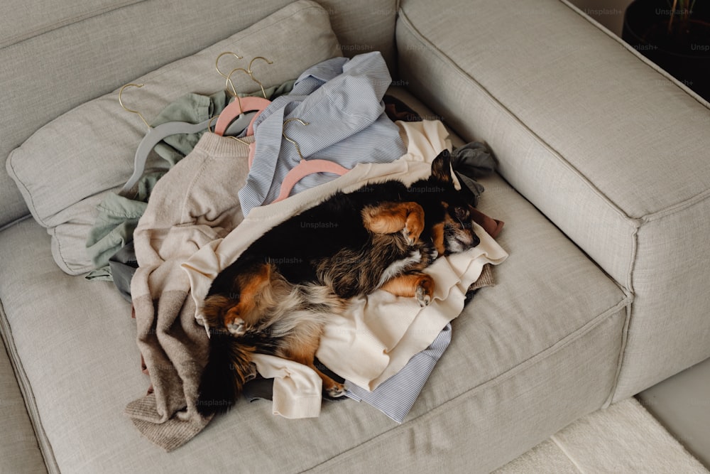 a dog laying on top of a pile of clothes