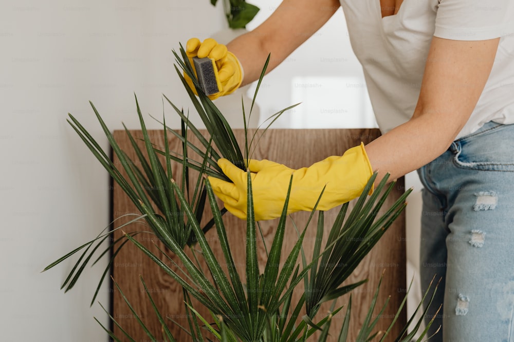 a woman in yellow gloves cleaning a plant