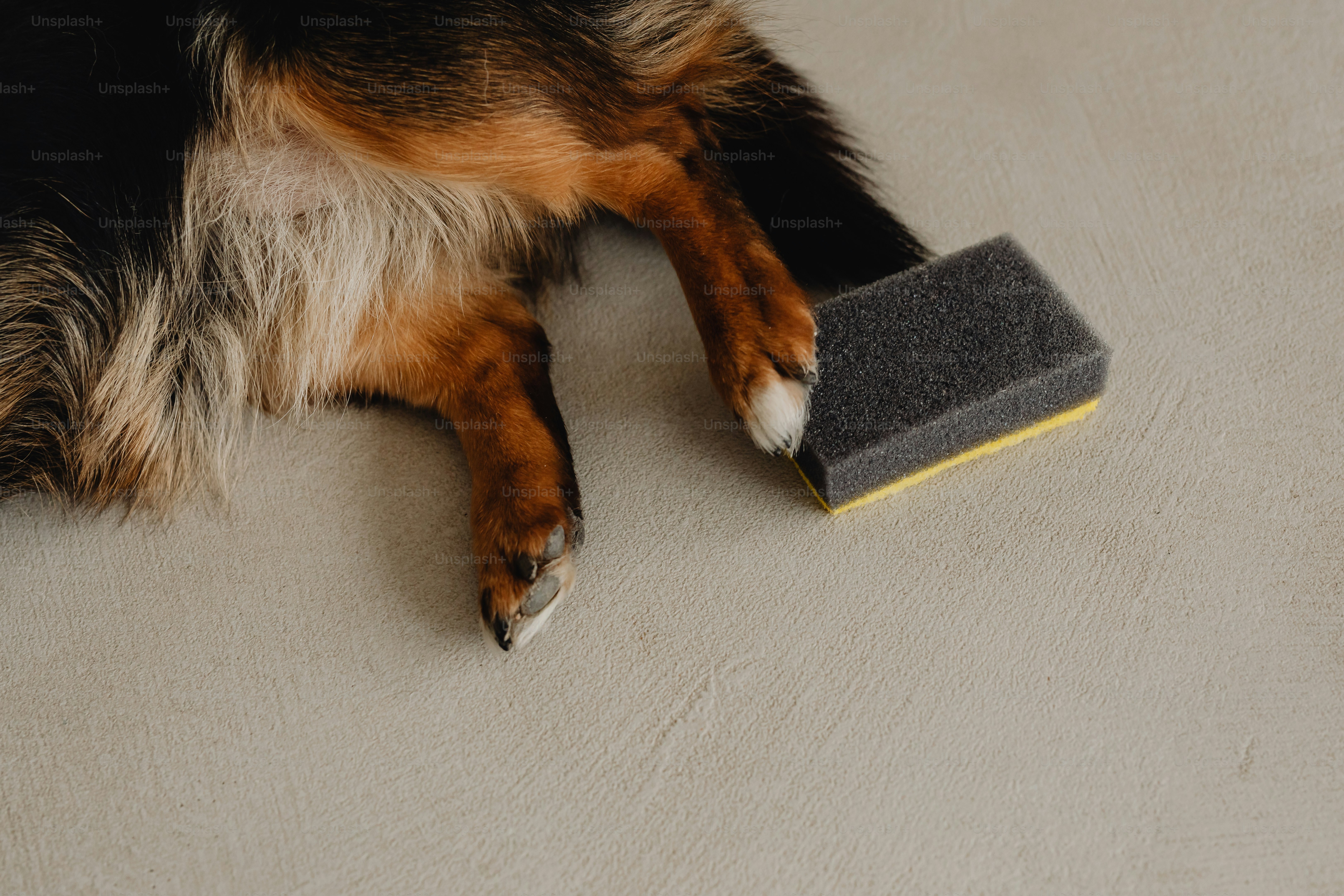 A dog laying on the floor next to a sponge photo Tidying up Image on