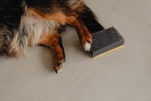 a dog laying on the floor next to a sponge