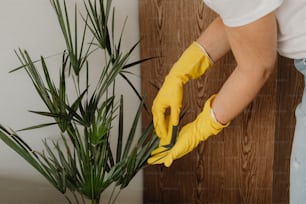 une personne portant des gants jaunes nettoie une plante