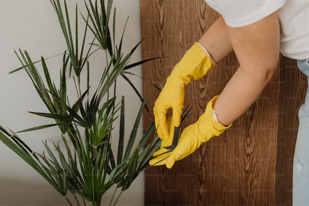 a person in yellow gloves is cleaning a plant